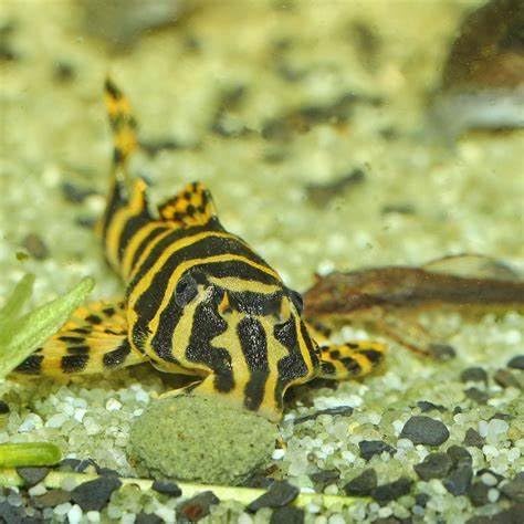 Aquatic Foods Inc. 12mm 1/2" Sinking Wafers of Algae & Spirulina Ideal for Plecos, Bottom Fish, Catfish, Shrimp, Snails, Crayfish, All Herbivorous & Omnivorous Tropical Fish...AFI Wafers..2-lbs