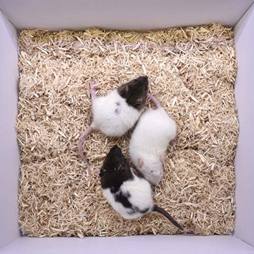 MiceDirect Frozen Rat Combo Pack Rat Weanlings & Rat Smalls Feeder Snake Food for Adult Ball Pythons, Monitors, Lizards, 40 Ounce (100 Count)