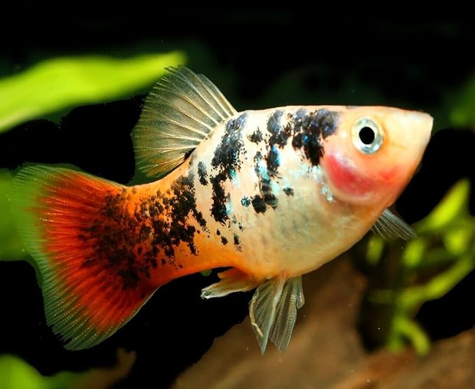 Aquatic Foods Inc. 0.5mm - 1/64" Tropical & Community Fish Floating Micro Pellets for Tetras, Guppies, Angel Fish, Small Cichlids, Goldfish. All Tropicals. - WL…8oz Jar