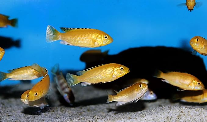 Aquatic Foods Inc. Tropical Fish Flakes, A Complete and Balanced Flake Food for Tropical Fish, Cichlids, Discus, Angel Fish, Bettas, Guppies, Tetras, Goldfish, Marine Fish...AF Flakes…2-lbs
