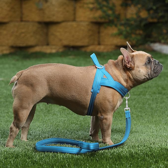 Plutus Pet No Pull Dog Harness with Breathable Mesh Padded, Adjustable Reflective Escape Proof Dog Harness, Quick Fit Dog Vest Harness for Small Medium Large Dogs(S, Cyan)