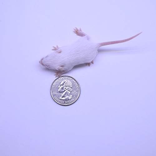 MiceDirect Frozen Mice Combo Pack 100 Fuzzies & 100 Hoppers Frozen Reptile & Snake Food (200 Count)