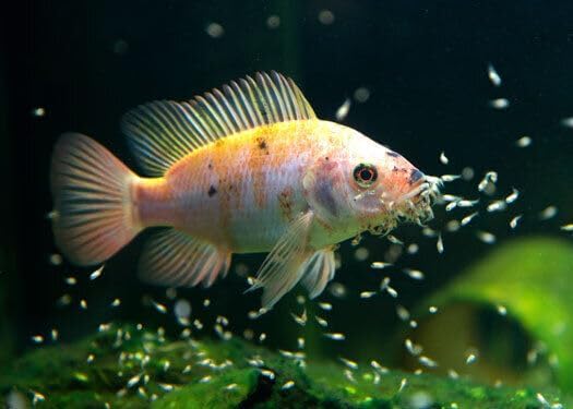 Aquatic Foods Inc. Nano Fry Powder, 55% Protein Vitamin Rich Floating/Slow Sinking Powdered Fry Growth Food for All Tropical Fish, Baby Cichlids, Bettas, Tetras, Guppies...3.3oz Squeeze Bottle