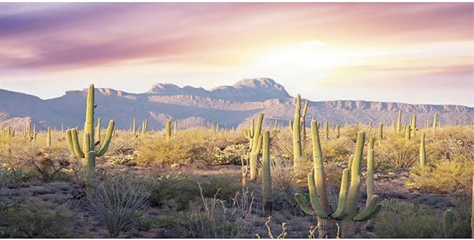 AWERT Reptile Habitat Background Blue Sky Oasis Mountain Cactus Sun and Desert Terrarium Background 72x18 inches