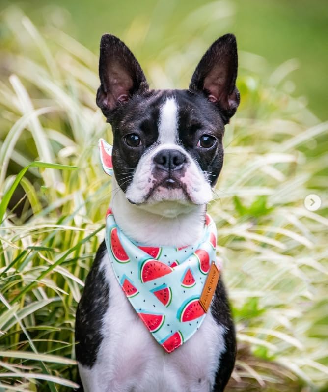 LunaMarie - Luxury Dog Bandanas - Cute Watermelon Design | Premium & Soft Fabric | 100% Handmade Custom Adjustable Shape Dual Layered Small, Medium, Large Cat Scarf (Watermelon, Small)