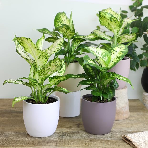 Gardenera Premium Dumb Cane Potting Soil Mix - Ideal Blend for Growing Robust and Healthy Dumb Cane Plants - 4 Quart