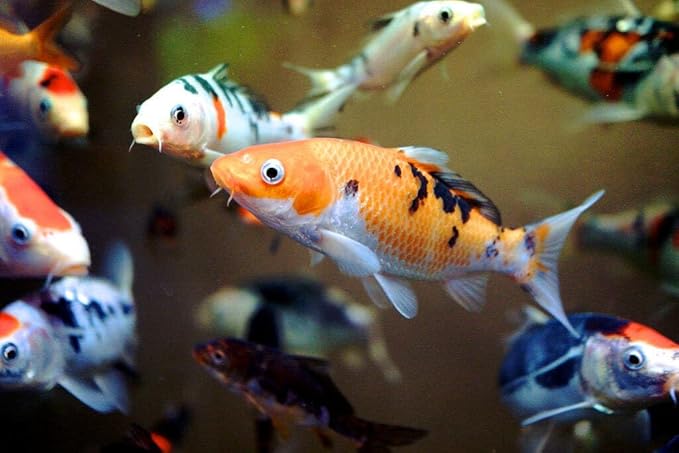 Aquatic Foods Inc. Goldfish Flakes, 42% Protein Color Enhancing and Spirulina Flakes for Aquarium & Pond Goldfish, Koi and All Pond Fish...WL…3-lbs Poly Bag