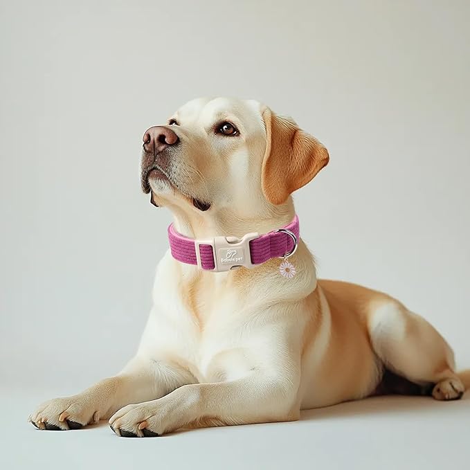 Cute Corduroy Dog Collar - Fuchsia Adjustable Dog Collars for X-Small Dogs 4-10lbs, Fade-Proof with Secure Snap & Little Charm, Christmas Birthday Gift, XS