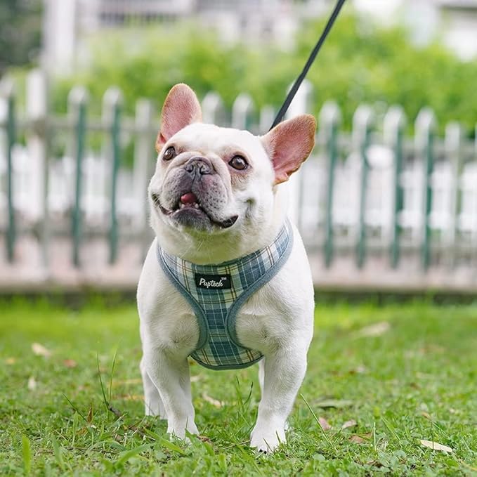PUPTECK Soft Mesh Dog Harness and Leash Set Pet Puppy Cat Comfort Padded Vest No Pull Harnesses, Sky Blue, L