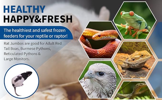 MiceDirect 10 Premium Frozen Rat Jumbo Feeders Snake Food for Adult Red Tail Boas and Large Monitors (9-11 in)(Pack of 2)(2750 Grams Min)