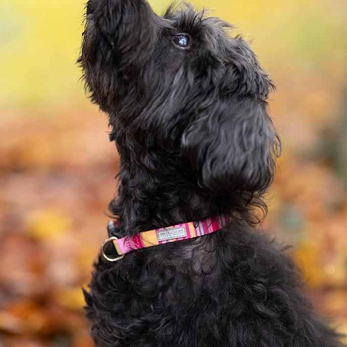 Lucky Love Dog - Adjustable Dog Collar with Easy Click Buckle for Large Ones, Durable, & Comfortable for Male & Female Dogs, Pet Collar for Puppies & Adult Dogs - Molly, XL