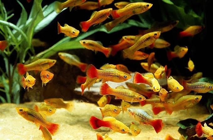 Aquatic Foods Inc. Our Original Blackworm and Color Enhancing Tropical Community Fish 1mm High Protein Sinking Pellet Mix of Blackworm and Color Enhancing Pellets…2.5oz Squeeze Bottle