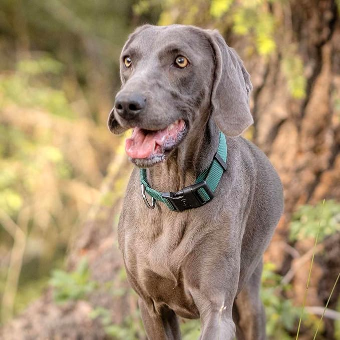 Blueberry Pet Essentials Matching Dog Collar and Leash Set in Verdant Green, Adjustable Classic Solid Color Nylon Collar with 4 ft Leash for Large Dogs