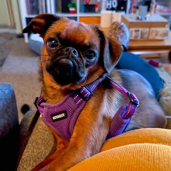Best Pet Supplies Voyager Adjustable Step-in Flex Breathable Mesh Dog Harness for Small Medium Large Dogs Leash Set (Purple), M