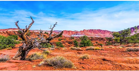 AWERT 24x16 inches Reptile Habitat Background Blue Sky Oasis Orange Desert Terrarium Background