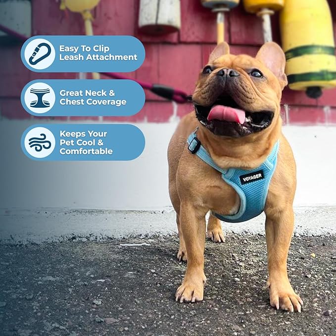 Best Pet Supplies Voyager Adjustable Step-In Flex Breathable Mesh Dog Harness for Small Medium Large Dogs (Baby Blue), XL