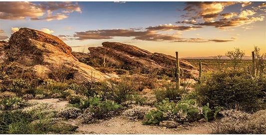 AWERT Reptile Habitat Background Blue Sky Oasis Cactus Sun and Desert Terrarium Background 30x12 inches Polyester Background
