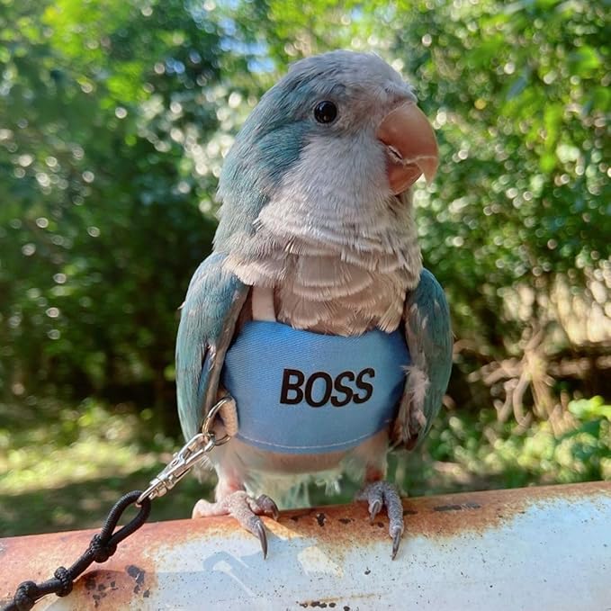 Bird Flight Harness Vest, Parrot Flight Suit with Leash, Bird Flying Clothes with Rope and Handle for Outdoor Activities (S)