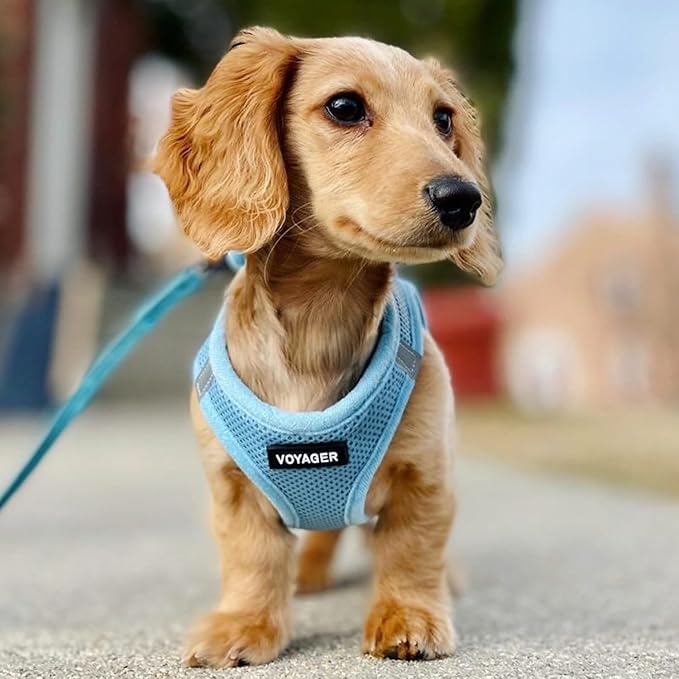 Best Pet Supplies Voyager Step-in Air All Weather Mesh Harness and Reflective Dog 5ft Leash Combo with Neoprene Handle, for Small, Medium and Large Breed Puppies - Set (Baby Blue), Small