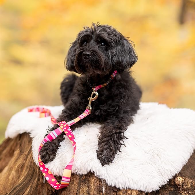 Lucky Love Dog - Easy Click Buckle Dog Collar with Leash Set Combo, Durable & Comfortable for Male & Female Dogs, Pet Collar for Small Dogs, Secure Fit - Molly Combo, Small