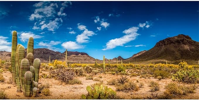 AWERT 24x16 inches Reptile Habitat Background Blue Sky Oasis Cactus Desert Terrarium Background Vinyl