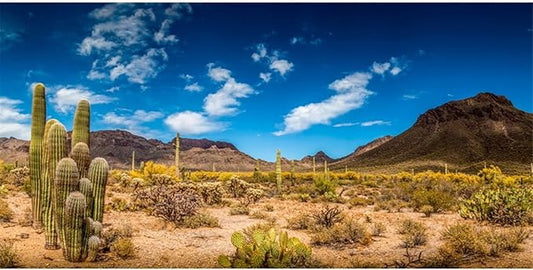 AWERT 36x18 inches Reptile Habitat Background Blue Sky Oasis Cactus Desert Terrarium Background Durable Polyester Background