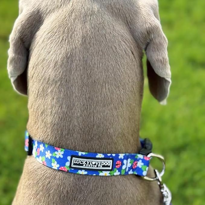 Lucky Love Dog - Easy Click Buckle Dog Collar with Leash Set Combo, Durable & Comfortable for Male & Female Dogs, Pet Collar for Small Dogs, Secure Fit - Lilian Combo, XS