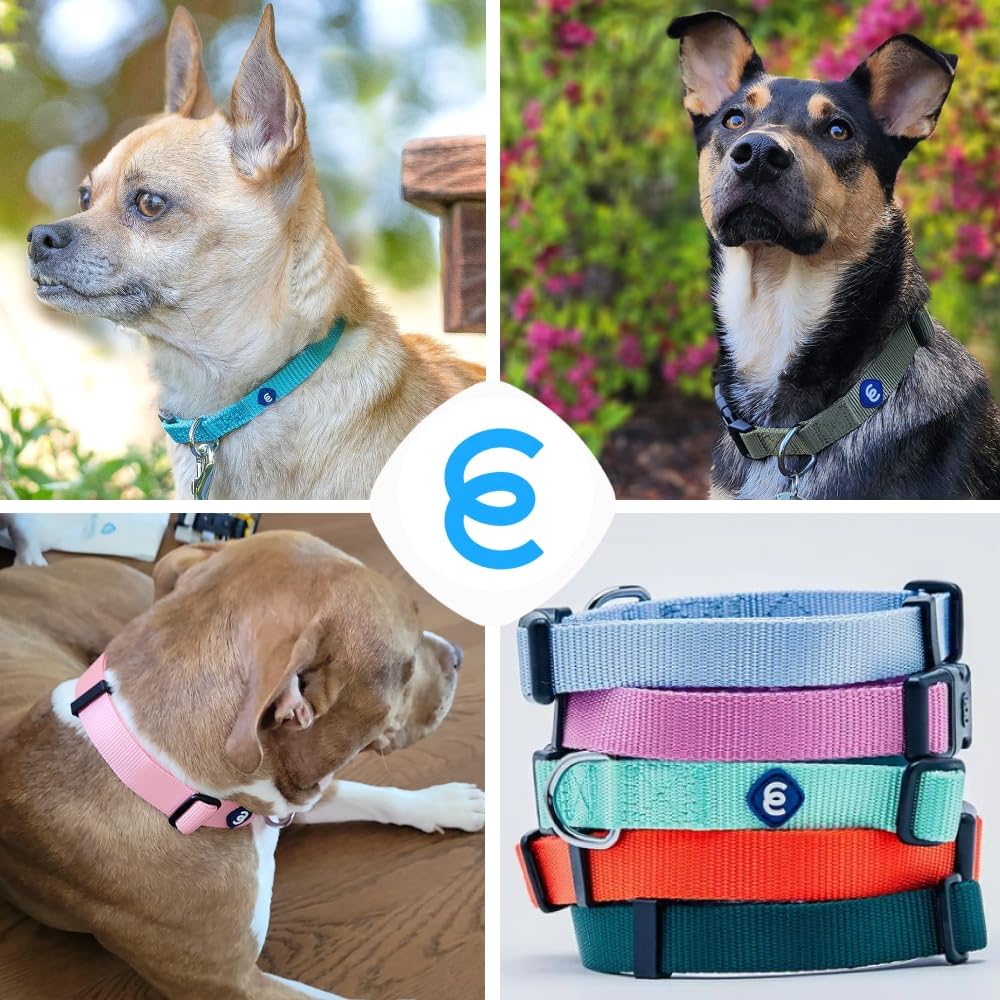 Blueberry Pet X-Small Dog Collar | Girl Dog Collars | Female Dog Collar XS | Quick Release Dog Collar | Florence Orange Nylon Dog Collar for Girl, Collar for Small Dogs