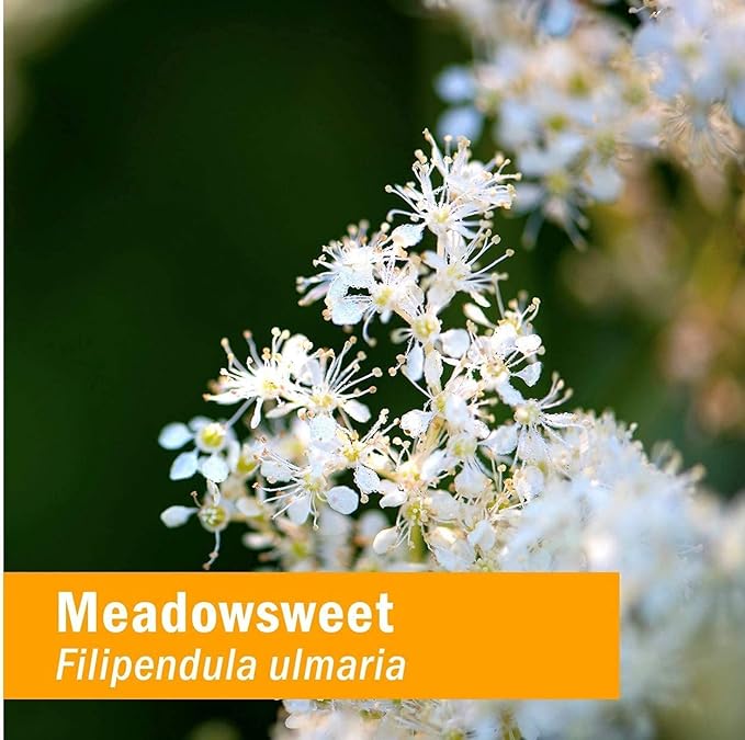 Herb Pharm Certified Organic Meadowsweet Liquid Extract for Minor Pain - 1 Ounce (DMEAD01)