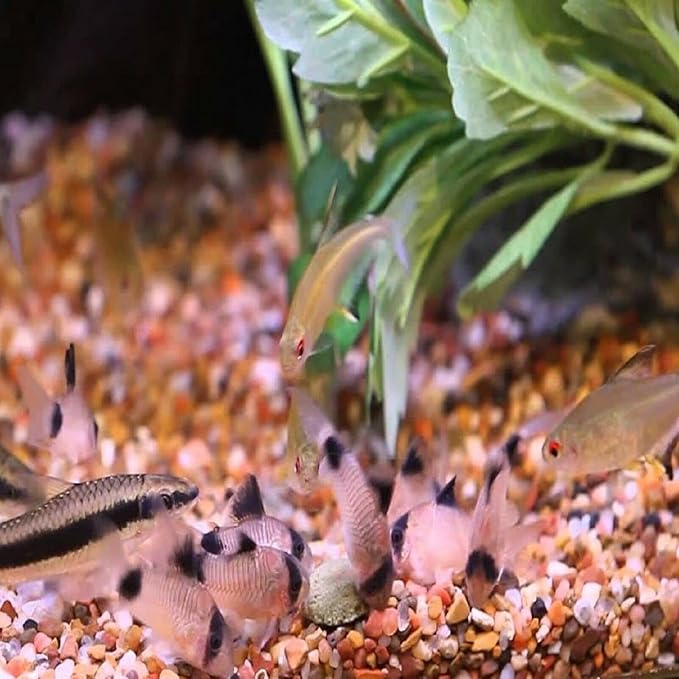 Aquatic Foods Inc. 12mm 1/2" Sinking Wafers of Algae & Spirulina Ideal for Plecos, Bottom Fish, Catfish, Shrimp, Snails, Crayfish, All Herbivorous & Omnivorous Tropical Fish...AFI Wafers..5-lbs