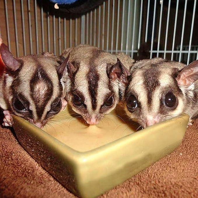Honey & Fruit Instant-HPW (1 lb.) - All Natural Vitamin Enriched Sugar Glider Food - Healthy & Nutritious - High Protein Wombaroo - Staple Diet