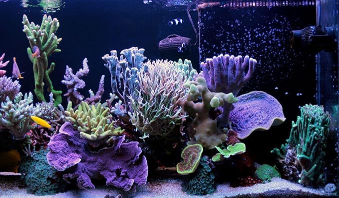 Aquatic Foods Inc. Decapsulated Brine Shrimp Eggs as Fry & Baby Food, Straight to Feeding Non-Hatching Brine Shrimp Eggs…5.4oz Squeeze Bottle