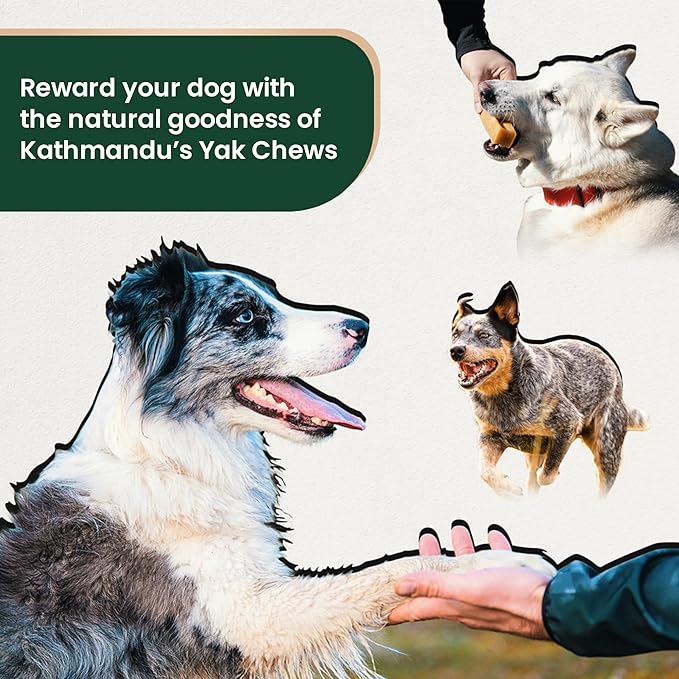 Authentic Himalayan Yak Cheese for Dogs - Small/Medium (Pack of 4) - Sourced from Pristine Himalayan Foothill, Rawhide-Free, NO preservatives