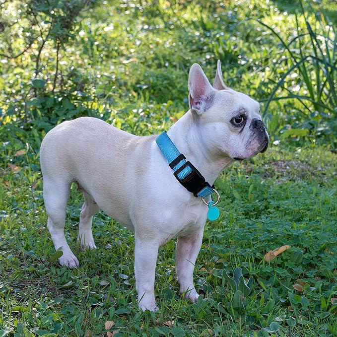Reflective Dog Collar Padded with Soft Neoprene Breathable Adjustable Nylon Dog Collars for Small Medium Large Dogs (X-Small (Pack of 1), Vivid Blue Collar+Leash)