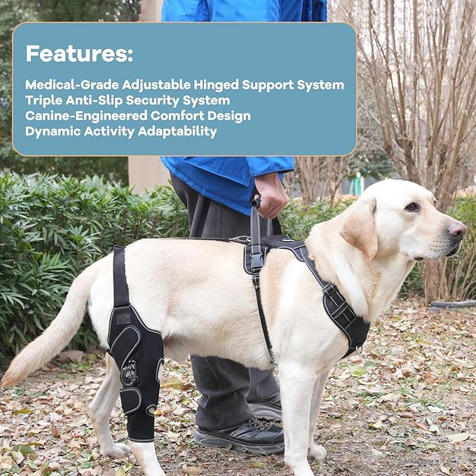 Dog Knee Brace with Adjustable Support – ACL & CCL Tear Recovery, Post-Surgery Stabilization, Mobility Aid for Rear Legs – Includes Secure Chest Harness for Dogs(Right,M)