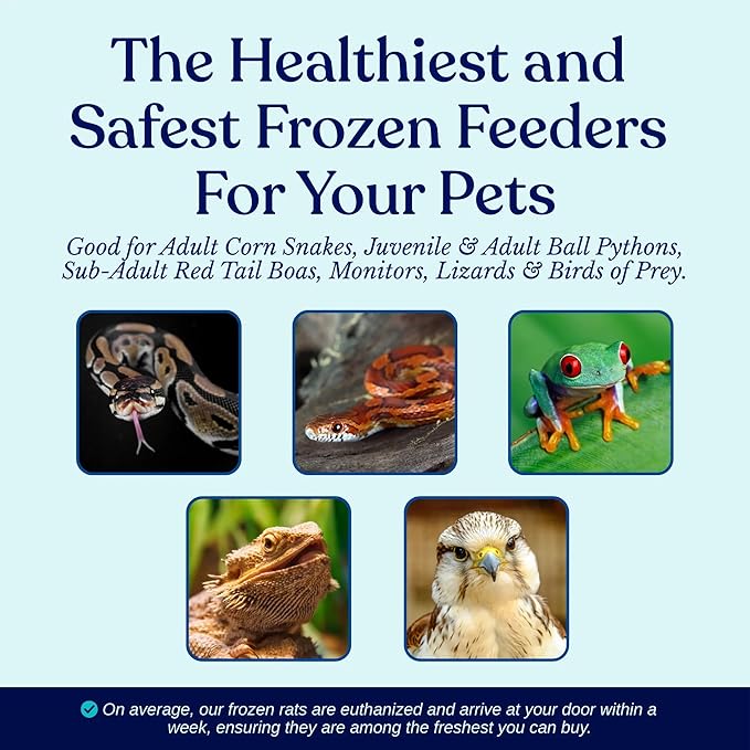 MiceDirect Frozen Rat Pups Feeder Food Adult Corn Snakes Juvenile Adult Ball Pythons Monitor Lizard (15 Count)