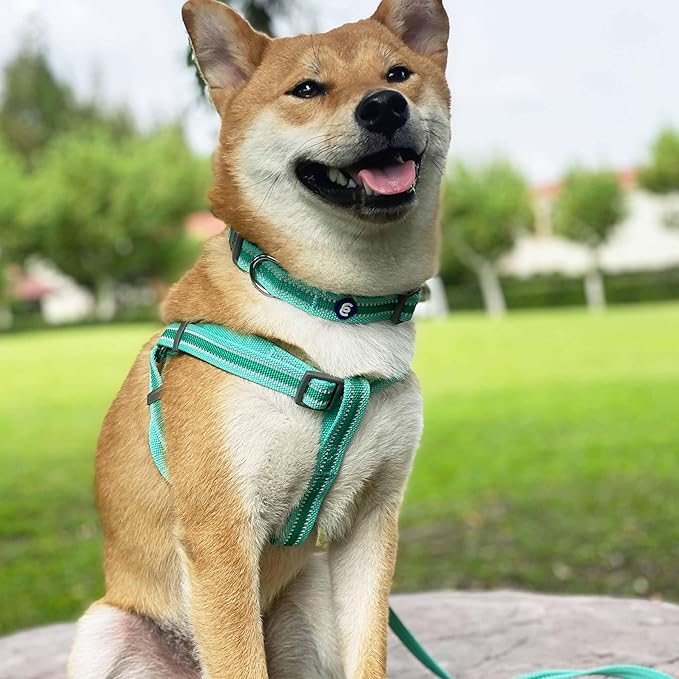 Blueberry Pet Essentials Matching Small Dog Collar | Adjustable Classic Solid Color Nylon Dog Collars for Small Dogs | Reflective Minty Green Dog Collar for Small Dogs