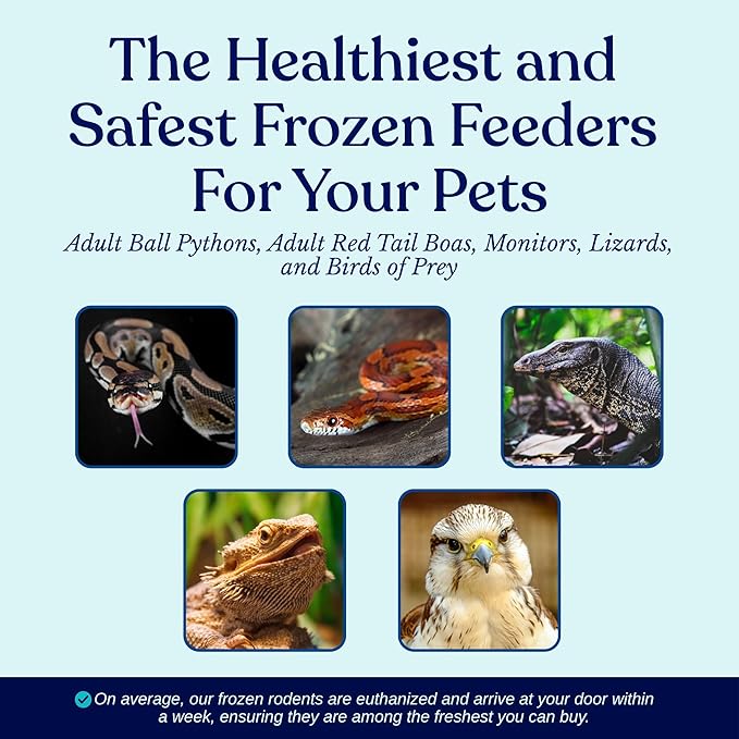 MiceDirect 45 Frozen Rat Medium Feeders Food for Adult Ball Pythons Monitors Lizards and Birds of Prey (6-8 in)(Pack of 45)(3825 Grams Min)