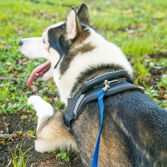 Hi Kiss Dog/Puppy Obedience Recall Training Agility Lead - 15ft 20ft 30ft 50ft 100ft Training Leash - Great for Training, Play, Camping, or Backyard - Orange 100ft
