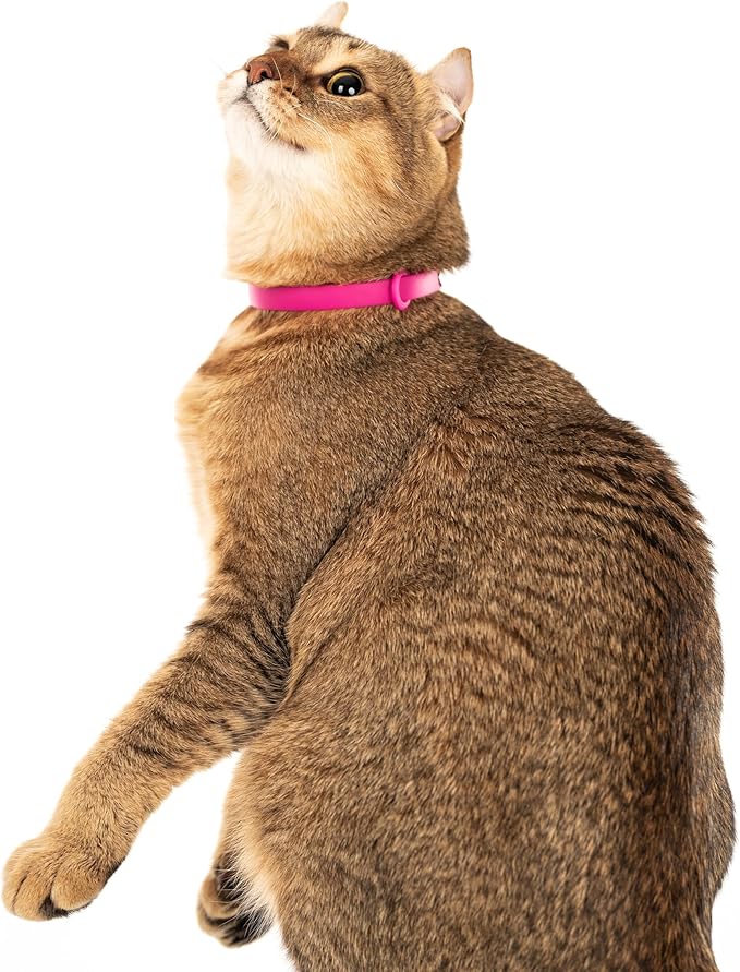 Cat Collar 2 Pack - Soft, Comfortable, and Lightweight Safety Breakaway Collar with Name Tag Ring for Outdoor Cats and Sensitive Skin Kittens by Nuvuq (6 ⅞" to 10 ¼", Pink)